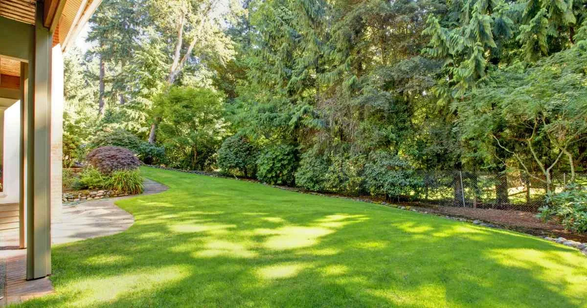 Well-maintained green lawn bordered by tall trees and landscaping in a quiet residential backyard.